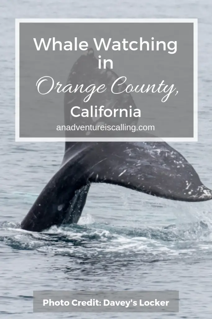 Whale Watching with Daveys Locker in Newport Beach Orange County California - An Adventure is Calling