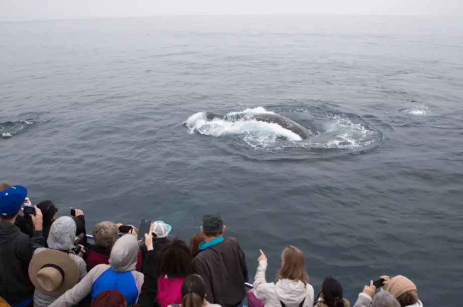 Whale Watching with Daveys Locker in Newport Beach Orange County California - An Adventure is Calling 